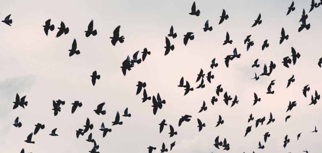 BIRDS PT. 1